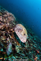 Pufferfish of Gili Meno Island by Philippe Gerber 